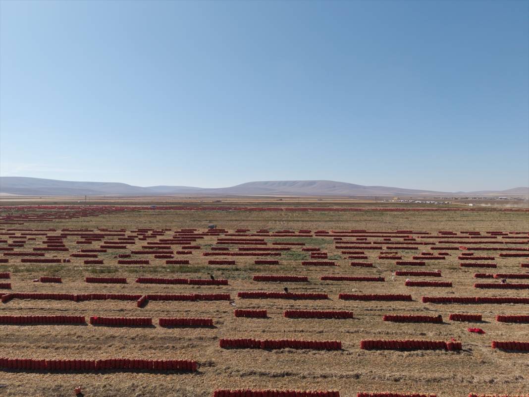 Konya Ovası’nda tablo gibi hasat 2